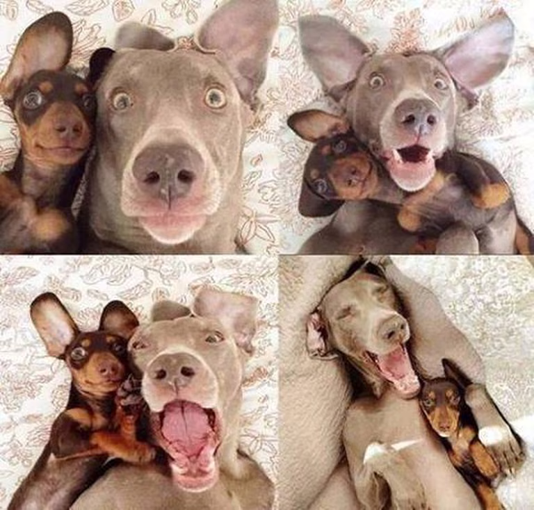 Psie selfi