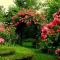 Pergola w ogrodzie