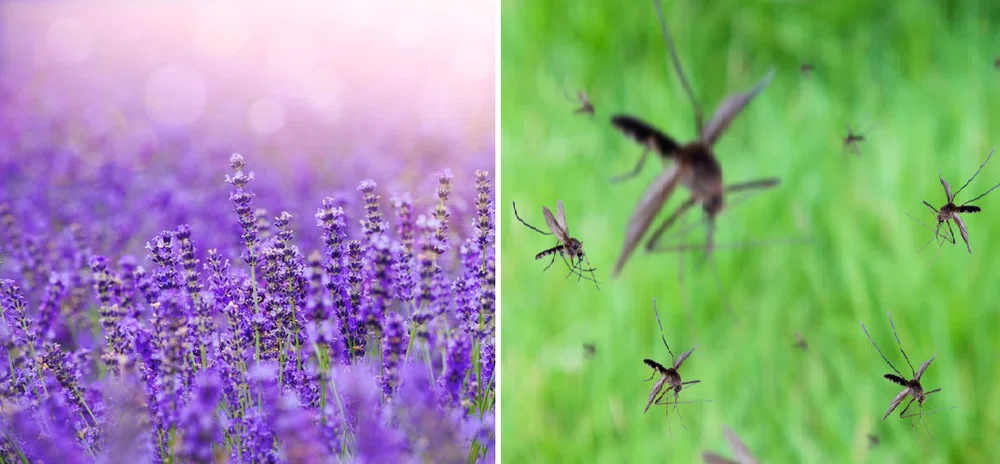 5 roślin, które odstraszają muchy i komary