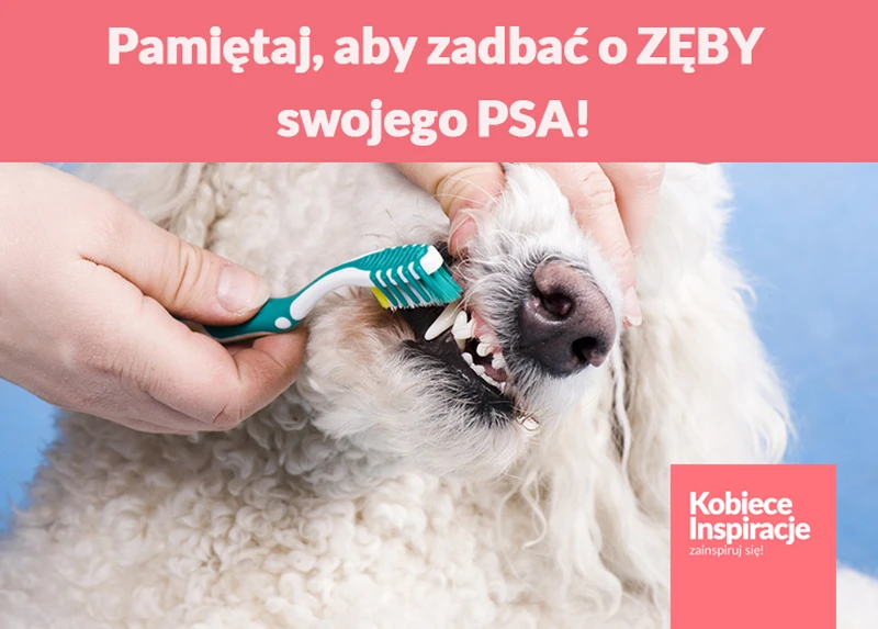 Pamiętaj, aby zadbać o ZĘBY swojego PSA!
