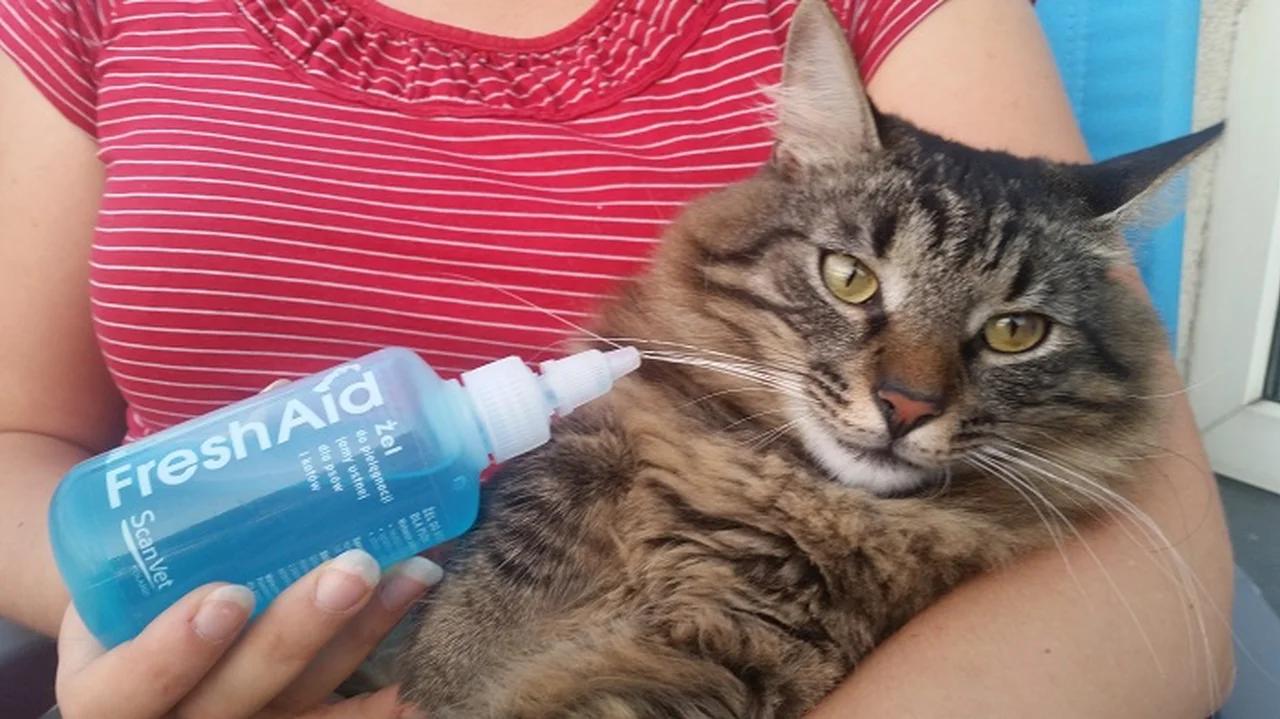Myć zęby kotu czy nie myć? Oto jest pytanie