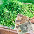 Skoszona trawa to nie śmieć! Uwaga  można dostać nawet 500 zł mandatu!