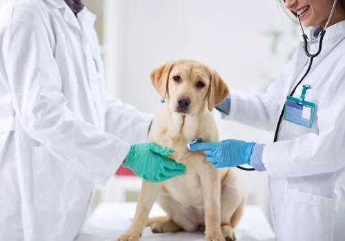 Urlop na opiekę nad zwierzętami! Nowe propozycje w kodeksie pracy?