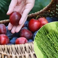Zerwij na łące i zrób naturalny oprysk! Po śliwkach robaczywkach nie będzie ani śladu