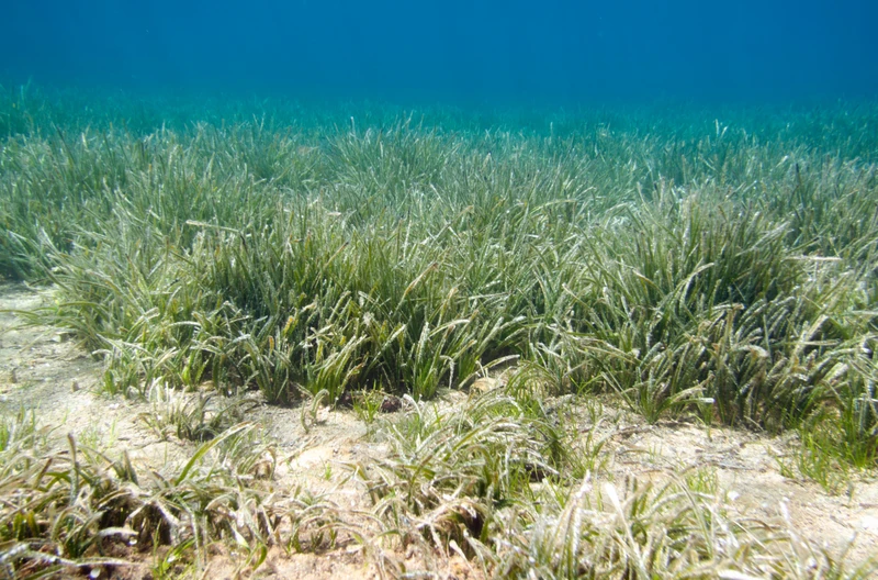 Światowy Dzień Trawy Morskiej: Klucz do Zdrowych Oceanów