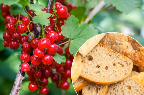 Zastosuj trik z czerstwym chlebem! W Twoim ogrodzie pojawi się więcej porzeczek niż kiedykolwiek!