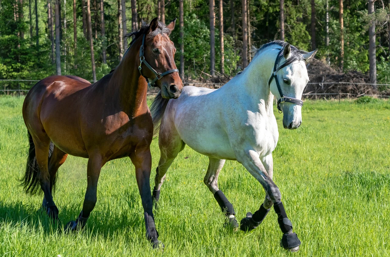 Ogólnopolski Dzień Koni: Historia, Znaczenie i Współczesne Obchody