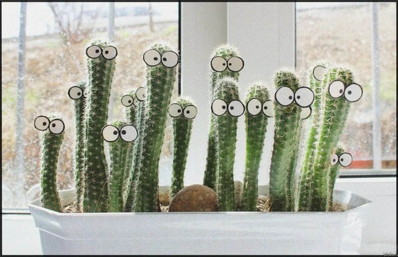 Wesołe kaktusy :)