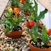 Tulipany ;)