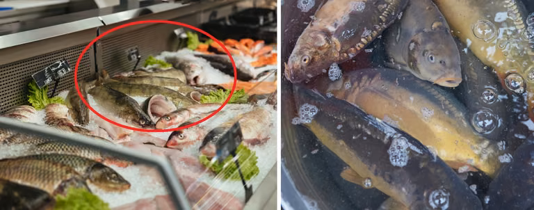 Gdzie i za ile można już kupić żywego karpia? Porównujemy ceny w różnych marketach!