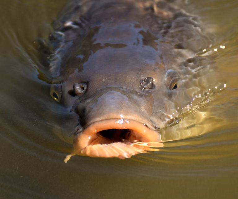 Ile kosztuje karp po świętach?