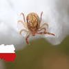 Uważaj na nowe gatunki kleszczy w Polsce!