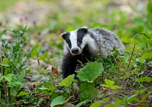 Dzień Borsuka: Ochrona i Znaczenie Borsuków w Ekosystemie