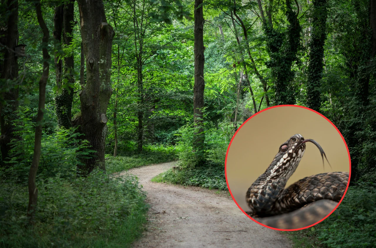 Wyglądają niepozornie, ale mogą być groźne! Uważaj, gdzie stawiasz nogę w lesie!