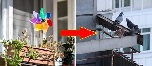 Sprawdź skuteczny sposób na ODSTRASZENIE GOŁĘBI z balkonu