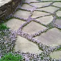 Ogrodowa dróżka;)