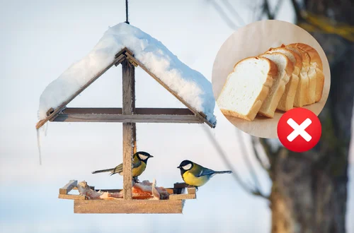 Dlaczego chleb ZABIJA ptaki? 5 rzeczy, których nigdy nie wrzucaj do karmnika