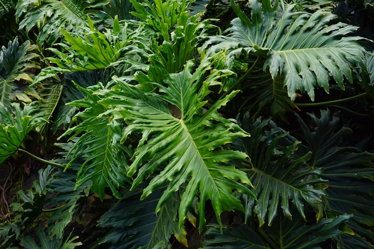Naturalny filtr
