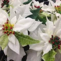 Kwiaty na Boże Narodzenie: gwiazda betlejemska, hiacynt, amarylis