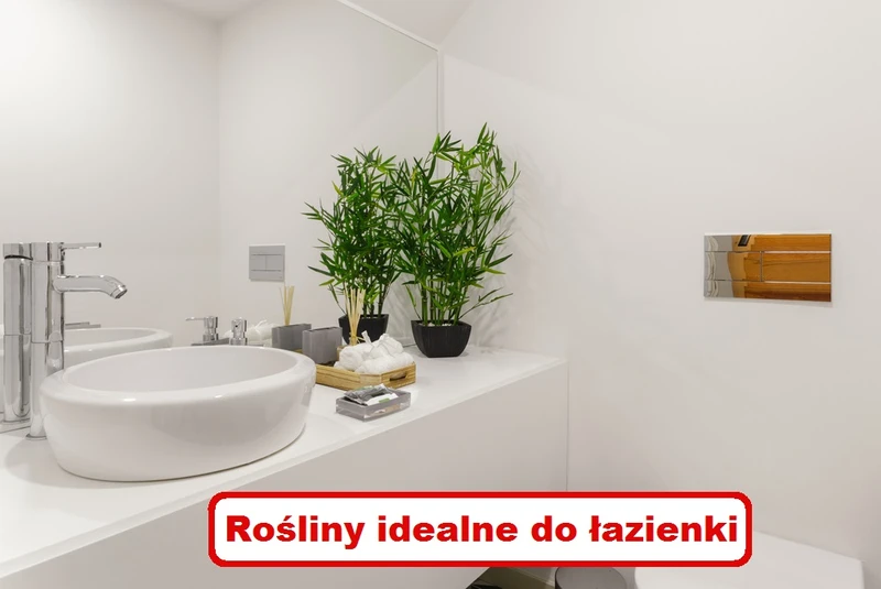 Nie masz OKNA w ŁAZIENCE? Zobacz które rośliny nie potrzebują słońca!