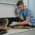 Światowy Dzień Lekarzy Weterynarii: Rola i Znaczenie