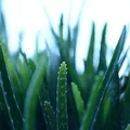 Aloes i jego praktyczne zastosowania