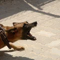 Agresywne psy – jak uniknąć pogryzienia, gdy atakuje pies.