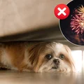Zakaz używania fajerwerków i petard?! Rząd daje zielone światło gminom, jednak wskazuje na 2 daty