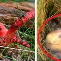 Jeśli zauważysz tego grzyba na swojej drodze, lepiej się do niego nie zbliżaj!