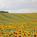 Kartka z kalendarza: 8 sierpnia - imieniny, gwiazdy, nietypowe święta!  Odkryj sekrety tego dnia!