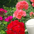 Zamiast wypić, wlej to do pelargonii! Odżywka 1:10 sprawi, że pelargonie będą kwitły jak nigdy dotąd