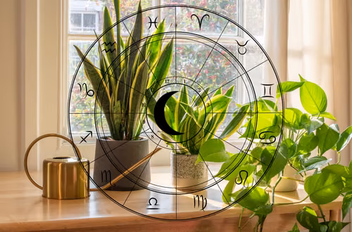 Są jak Twoje zodiakalne bliźniaki! Sprawdź, jaka roślina do Ciebie pasuje!