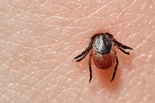 Nowa odmiana kleszcza! Uważaj, jest bardzo niebezpieczny