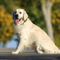 Międzynarodowy Dzień Golden Retrievera: Święto Przyjaciół Człowieka