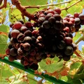 Poznaj wartości odżywcze i zdrowotne winogron