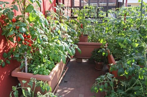 Jak przekształcić najmniejszy balkon w obfity ogród warzywny? Stwórz prywatną zieloną oazę
