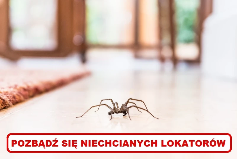 Jak odstraszyć PAJĄKI? Poznaj najlepsze sposoby!