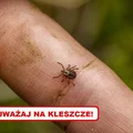 Wykorzystaj tę sztuczkę, a KLESZCZE będą omijać Cię z daleka!
