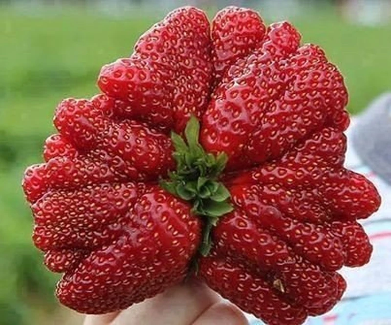 Truskawka gigant