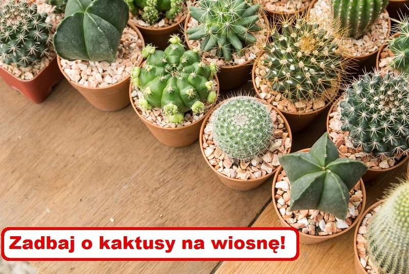 Jak odświeżyć KAKTUSY po ZIMIE? Zobacz praktyczny poradnik