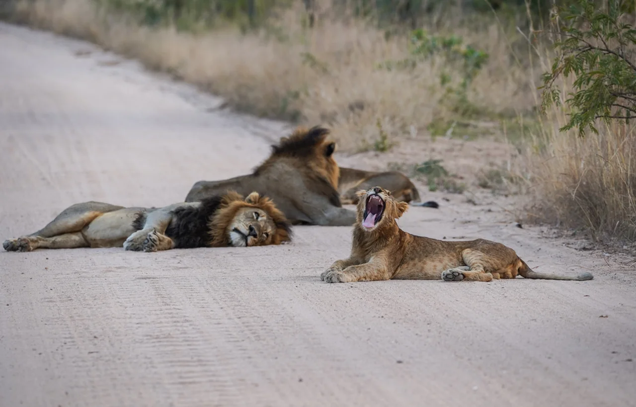 Koronawirus: Lwy przejęły drogi w RPA