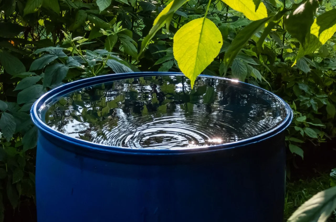 Zbierasz deszczówkę?! TEN błąd może kosztować Cię nawet 10 tysięcy złotych!