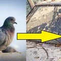 Jak usunąć PTASIE ODCHODY z SAMOCHODU?