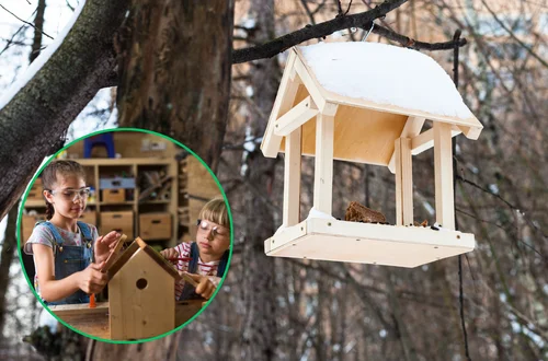 Karmnik jak pułapka – 7 błędów, które mogą zaszkodzić ptakom