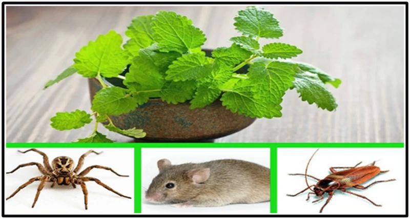 Trzymaj tą roślinę w domu, a odstraszysz pająki i inne insekty!