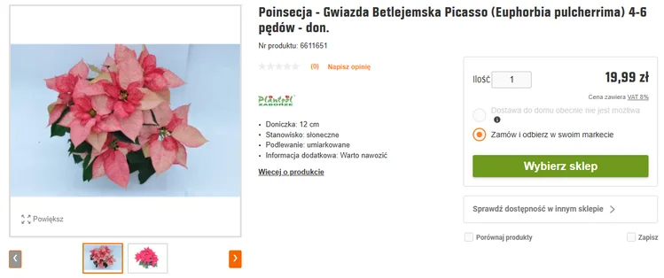 Zdjęcie Już nie klasyczna czerwona gwiazda betlejemska! Teraz ta odmiana podbija świąteczne polskie stoły #2