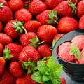 Zblenduj truskawki z tym ziołem! Zdrowy sorbet jak z lodziarni w 3 minuty!