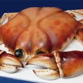 Torcik krab