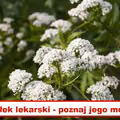 Jakie właściwości ma KOZŁEK LEKARSKI?