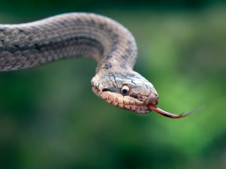 Zdjęcie Ciekawy okaz w polskich lasach! Rzadki gatunek węża #1